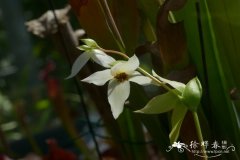 泰特卷瓶子草，太阳瓶子草 Heliamphora tatei