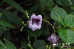 特拉完科十万错Asystasia travancorica