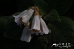 短茎半蒴苣苔 Hemiboea subacaulis