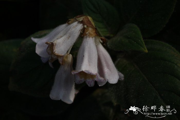 短茎半蒴苣苔 Hemiboea subacaulis
