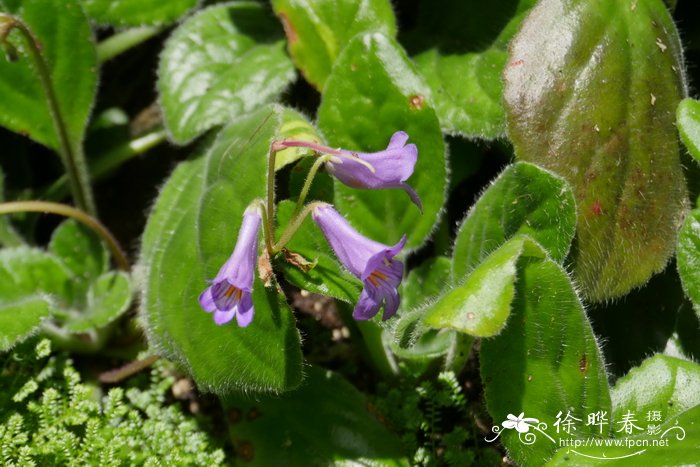 百寿苣苔Primulina baishouensis