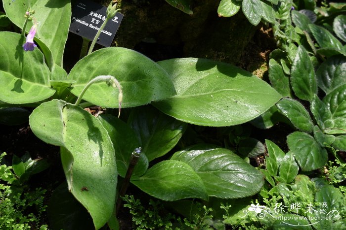 黄斑报春苣苔Primulina flavimaculata