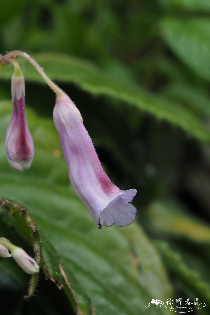 烟叶苣苔Primulina heterotricha