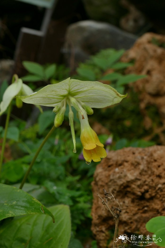 黄花牛耳朵 Chirita lutea