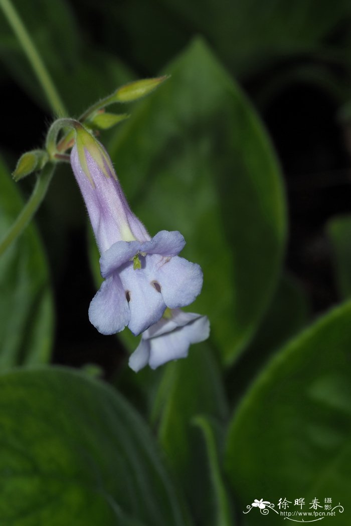 黄斑唇柱苣苔Chirita flavimaculata