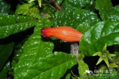 长梗岛岩桐 Gesneria pedicellaris