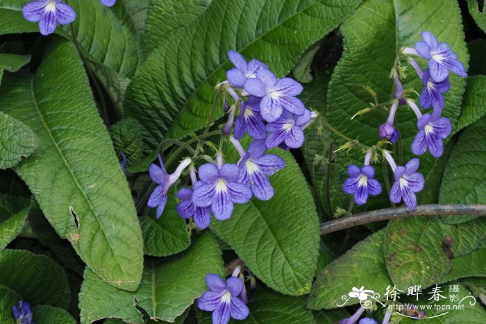 '永恒仙女'海角苣苔Streptocarpus 'Constant Nymph'