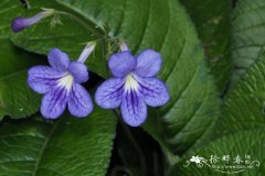 '永恒仙女'海角苣苔Streptocarpus 'Constant Nymph'