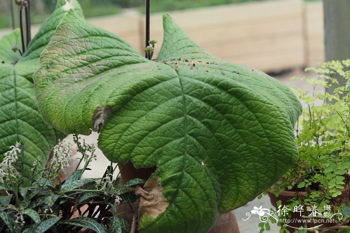 单叶海角苣苔Streptocarpus cooperi