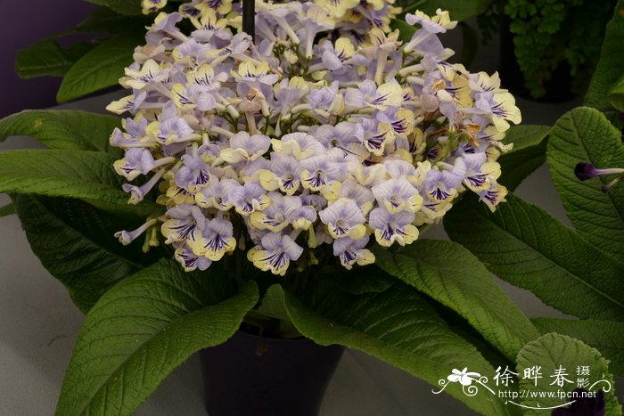 '安雯'海角苣苔Streptocarpus 'Anwen'