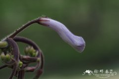 单叶海角苣苔Streptocarpus cooperi