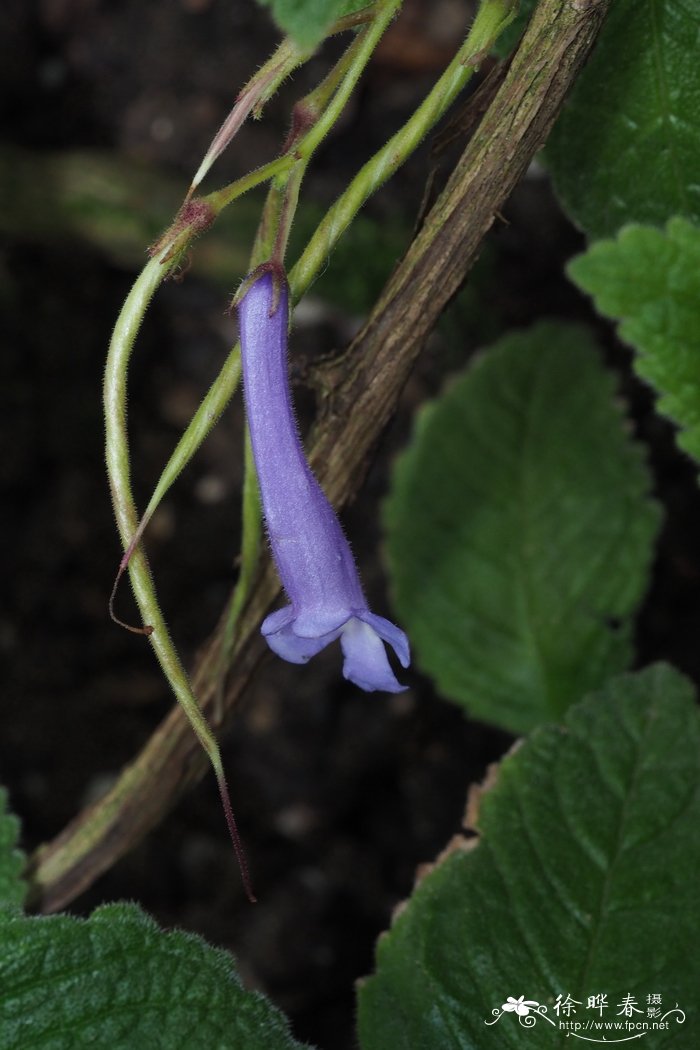 Streptocarpus hilsenbergii