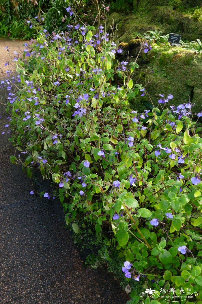 腺毛海角苣苔Streptocarpus glandulosissimus