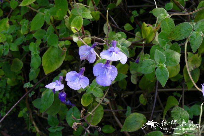 腺毛海角苣苔Streptocarpus glandulosissimus