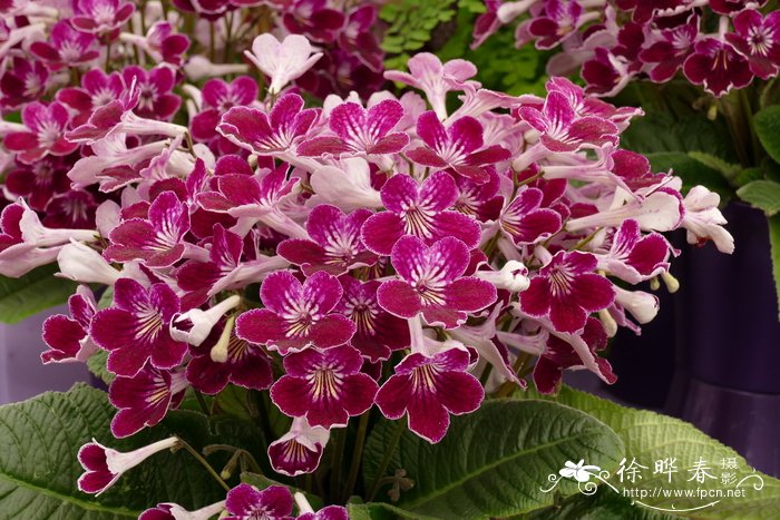 ‘梅奈’海角苣苔 Streptocarpus 'Menai'