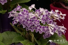 ‘紫网点’海角苣苔Streptocarpus 'Polka-Dot Purple'