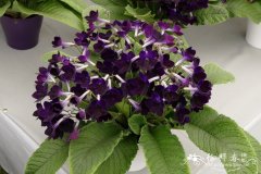 ‘紫绒’海角苣苔Streptocarpus 'Purple Velvet'