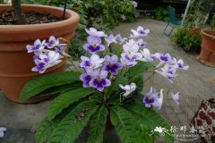 ‘瑞贝卡’海角苣苔 Streptocarpus 'Rebecca'