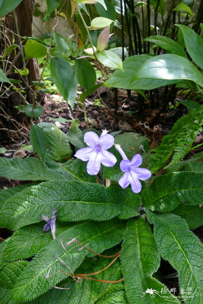 扭果花Streptocarpus rexii