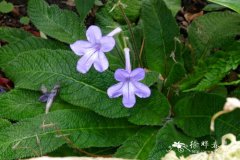 扭果花Streptocarpus rexii