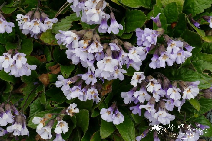 喉凸苣苔Haberlea rhodopensis