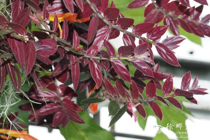 '午夜灯笼'鲸鱼花Columnea 'Midnight Lantern'