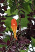 '午夜灯笼'鲸鱼花Columnea 'Midnight Lantern'