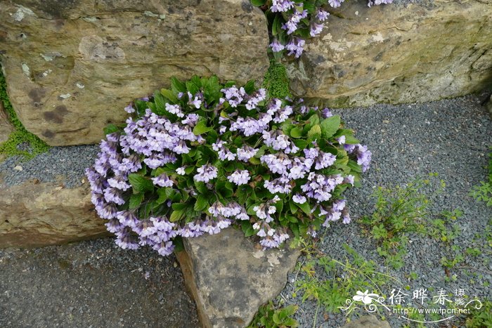 喉凸苣苔Haberlea rhodopensis