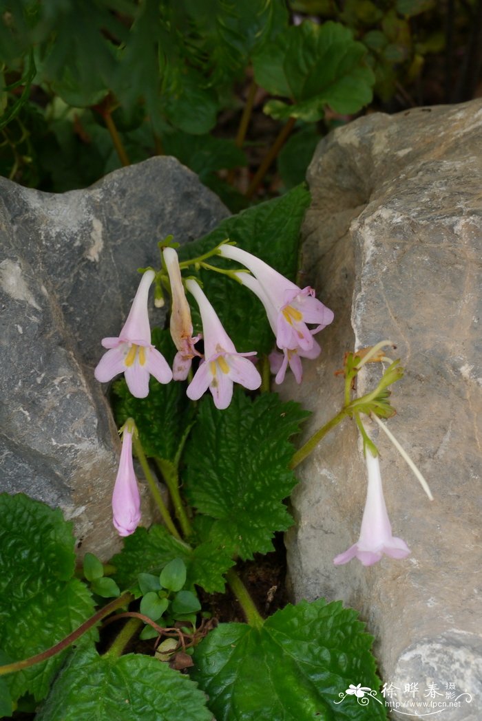 印政闽赣长蒴苣苔Didymocarpus heucherifolius var. yinzhengii