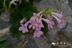 印政闽赣长蒴苣苔Didymocarpus heucherifolius var. yinzhengii