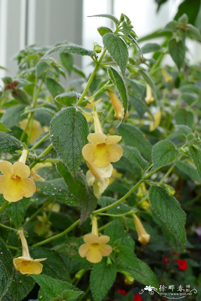 ‘黄石’长筒花Achimenes 'Clouded Yellow Stone'