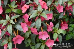 ‘ 小丽人’长筒花Achimenes 'Little Beauty'