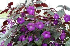 '希尔达’长筒花Hilda Michelssen’Achimenes 'Hilda Michelssen