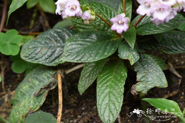 蛛毛苣苔Paraboea sinensis