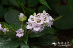 蛛毛苣苔Paraboea sinensis