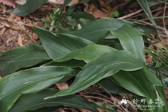 长萼兰花蕉 Orchidantha chinensis var. longisepala