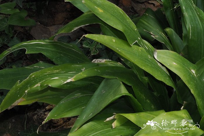 流苏兰花蕉Orchidantha fimbriata