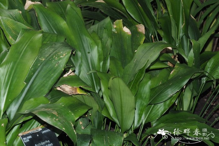 颚唇兰花蕉Orchidantha maxillarioides