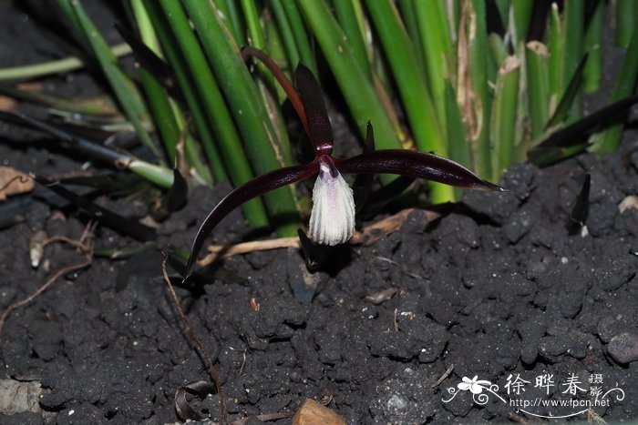 颚唇兰花蕉Orchidantha maxillarioides