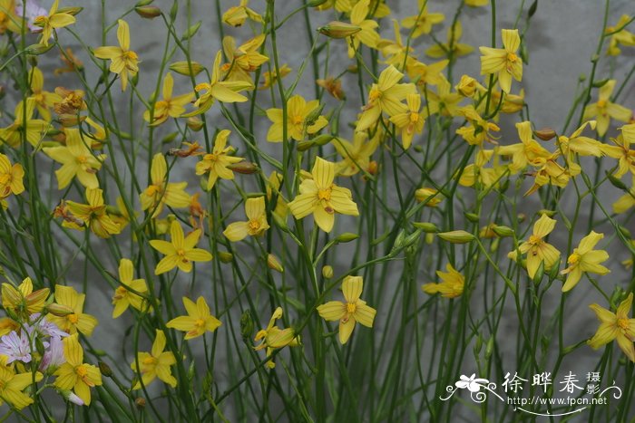 黄花美堇莲Cyanella lutea