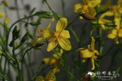 黄花美堇莲Cyanella lutea