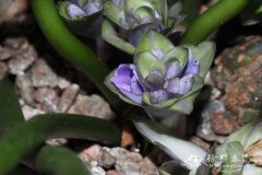 蓝星莲Cyanastrum cordifolium