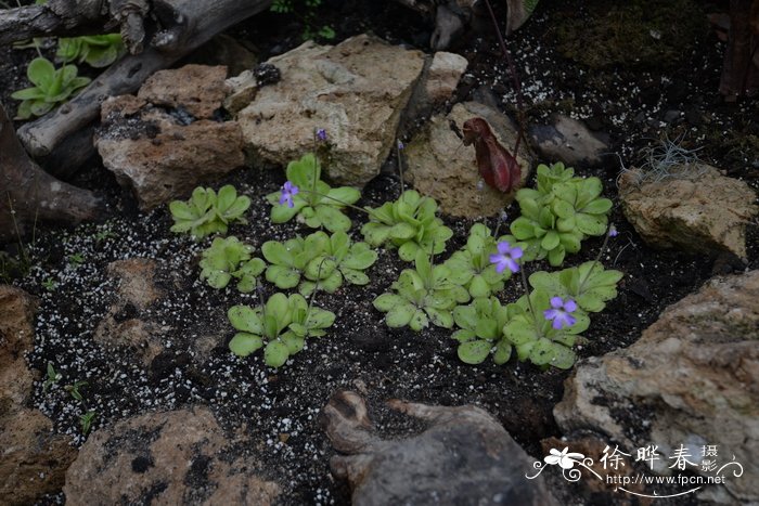 纯真捕虫堇 Pinguicula agnata