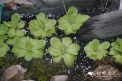 纯真捕虫堇 Pinguicula agnata