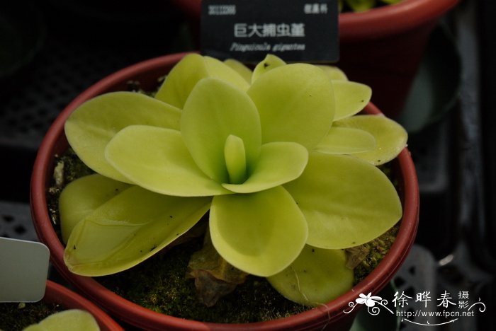 巨大捕虫堇 Pinguicula gigantea