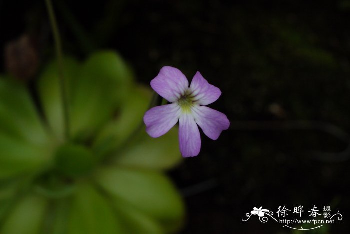 巨大捕虫堇 Pinguicula gigantea