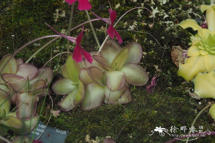 劳厄捕虫堇Pinguicula laueana