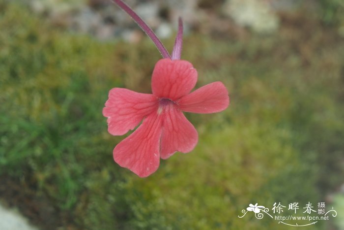 劳厄捕虫堇Pinguicula laueana