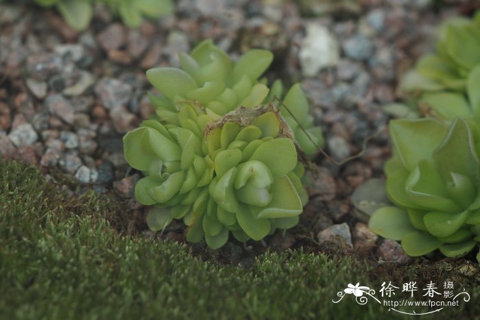 墨兰捕虫堇Pinguicula moranensis