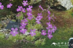 墨兰捕虫堇Pinguicula moranensis